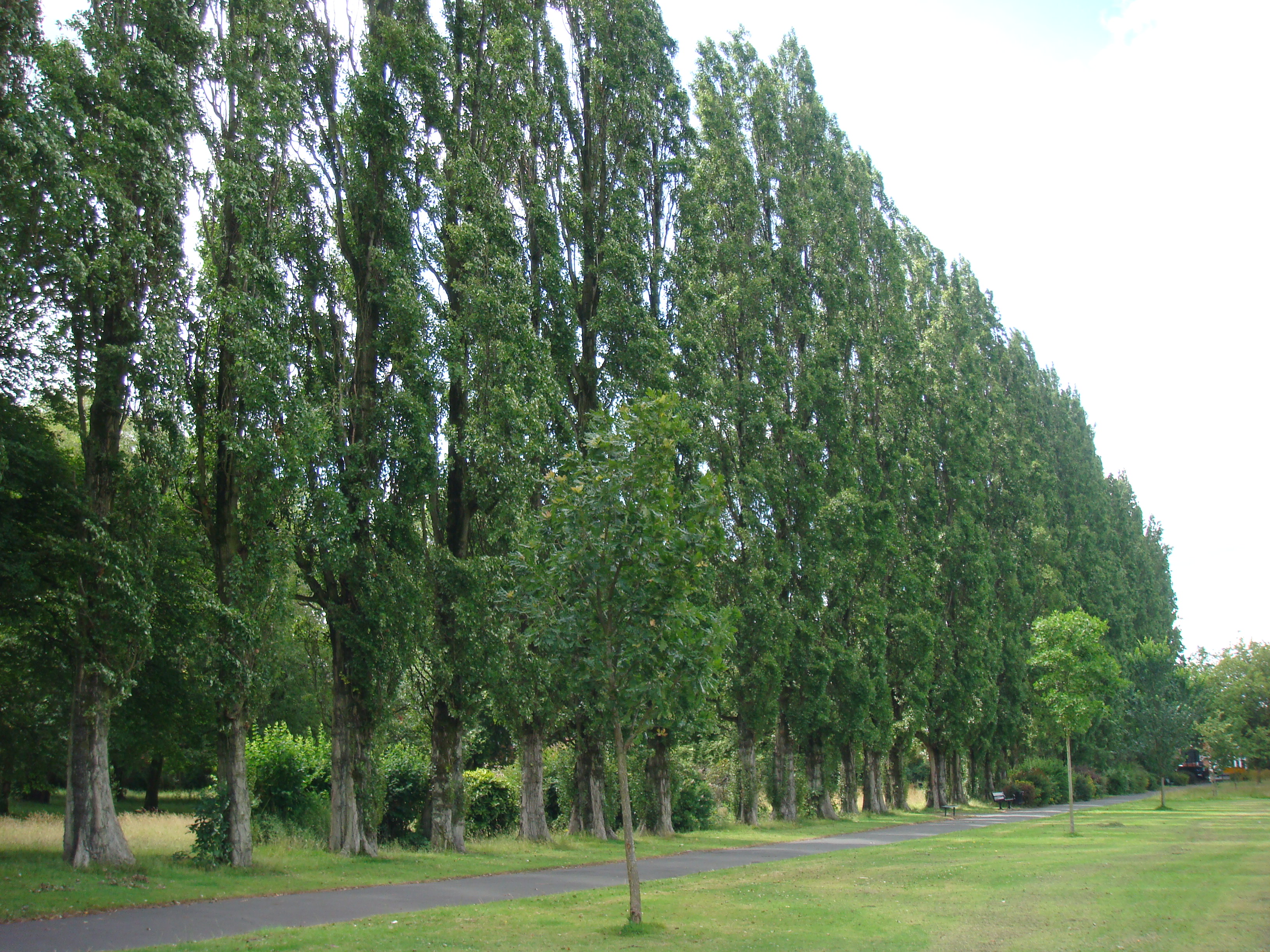 Ladybarn Park: Poplar Walk