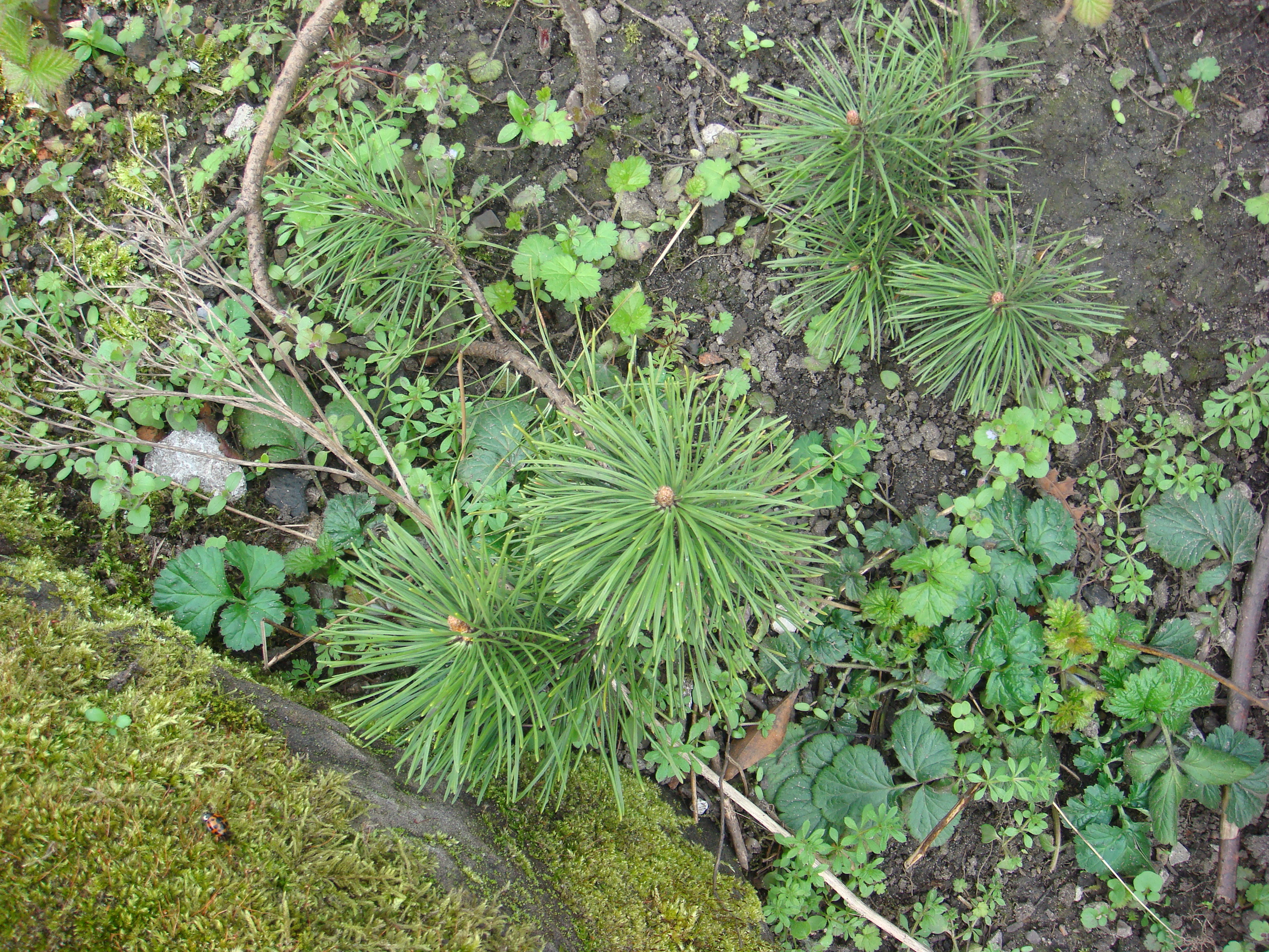 Schill Rock Garden, Withington 