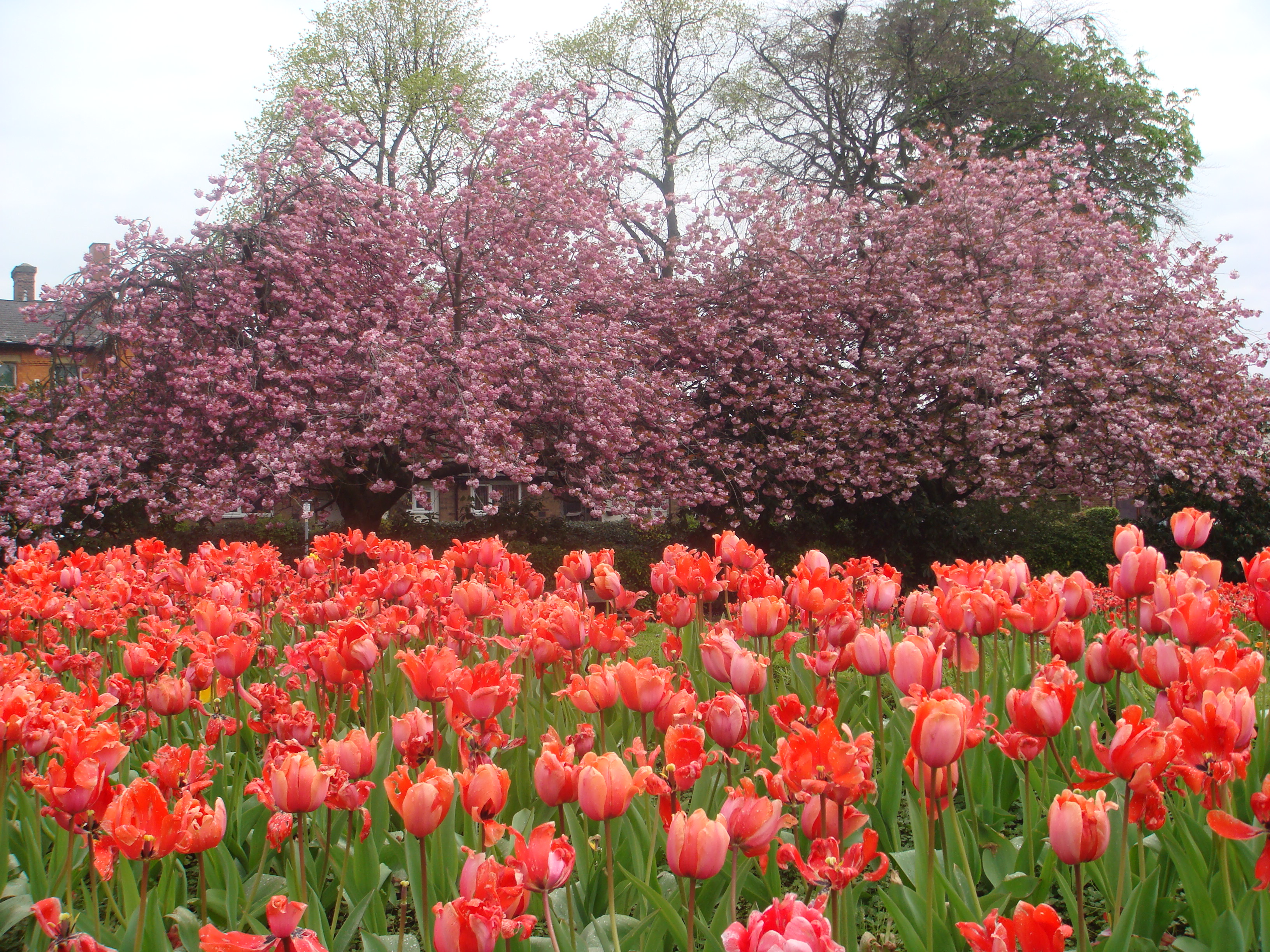 Withington Green - tulips and cherry blossom