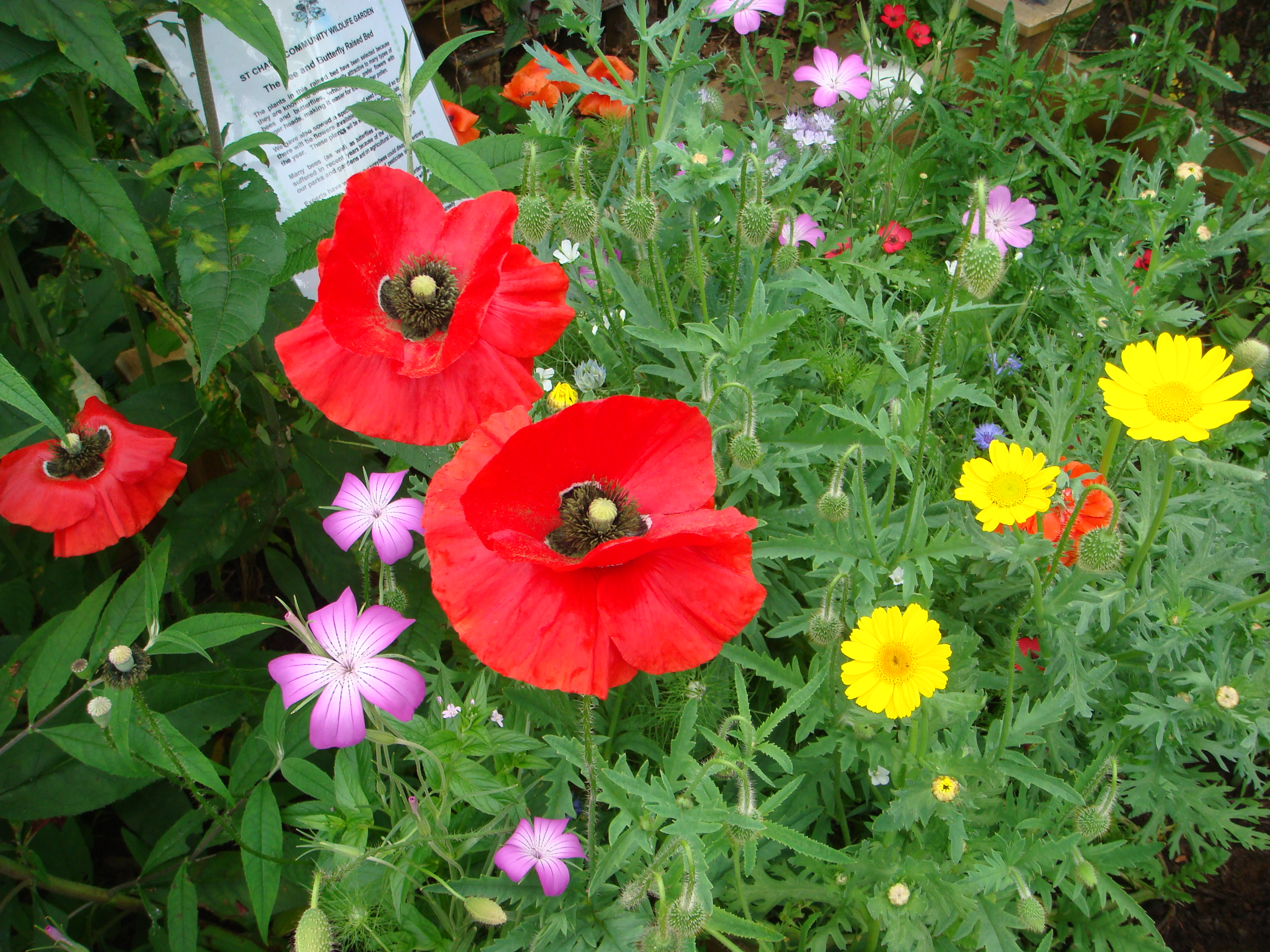 Ladybarn community garden