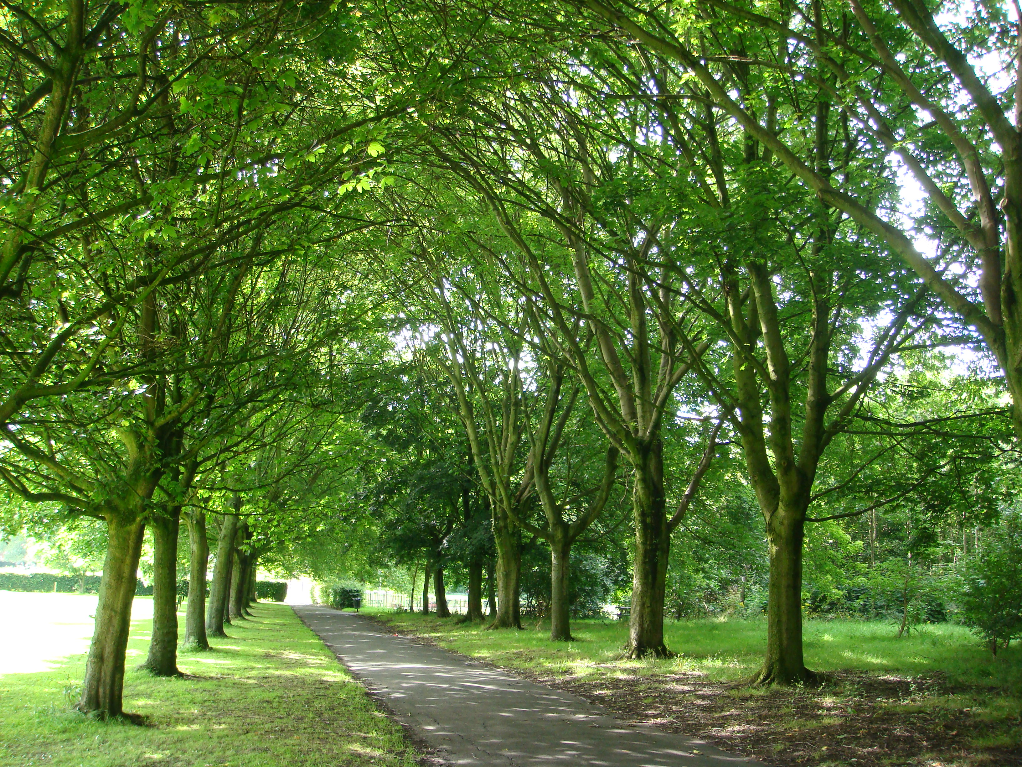 Ladybarn Park - Entrance avenue 