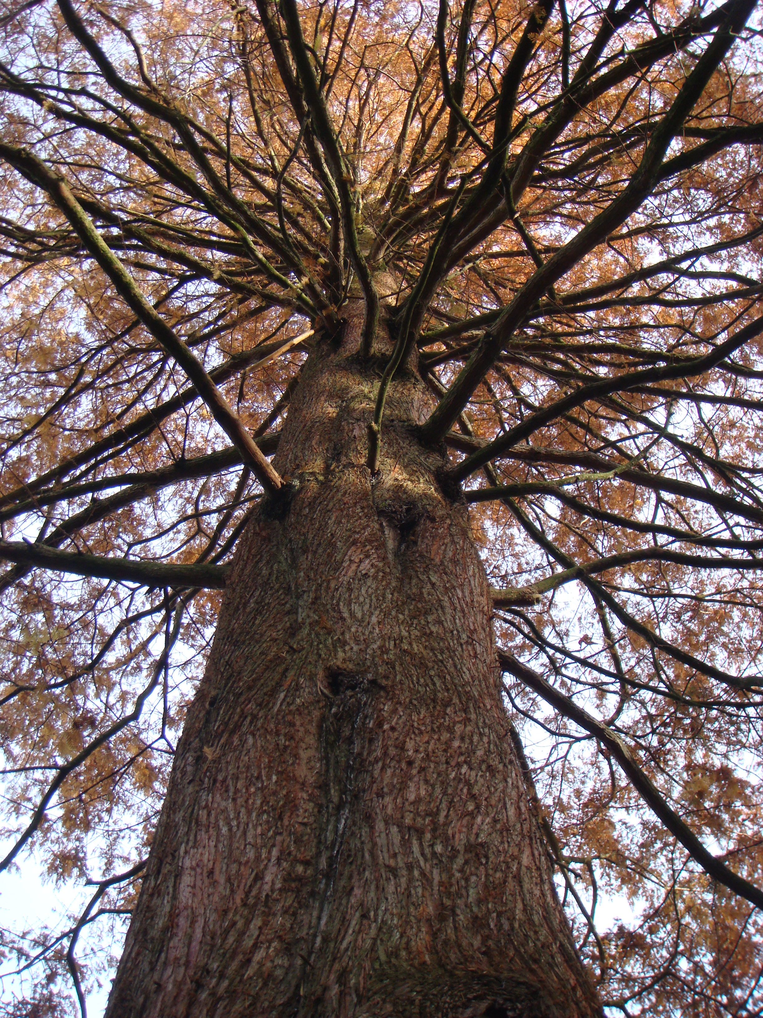 Fog Lane Park, Withington: Dawn Redwood